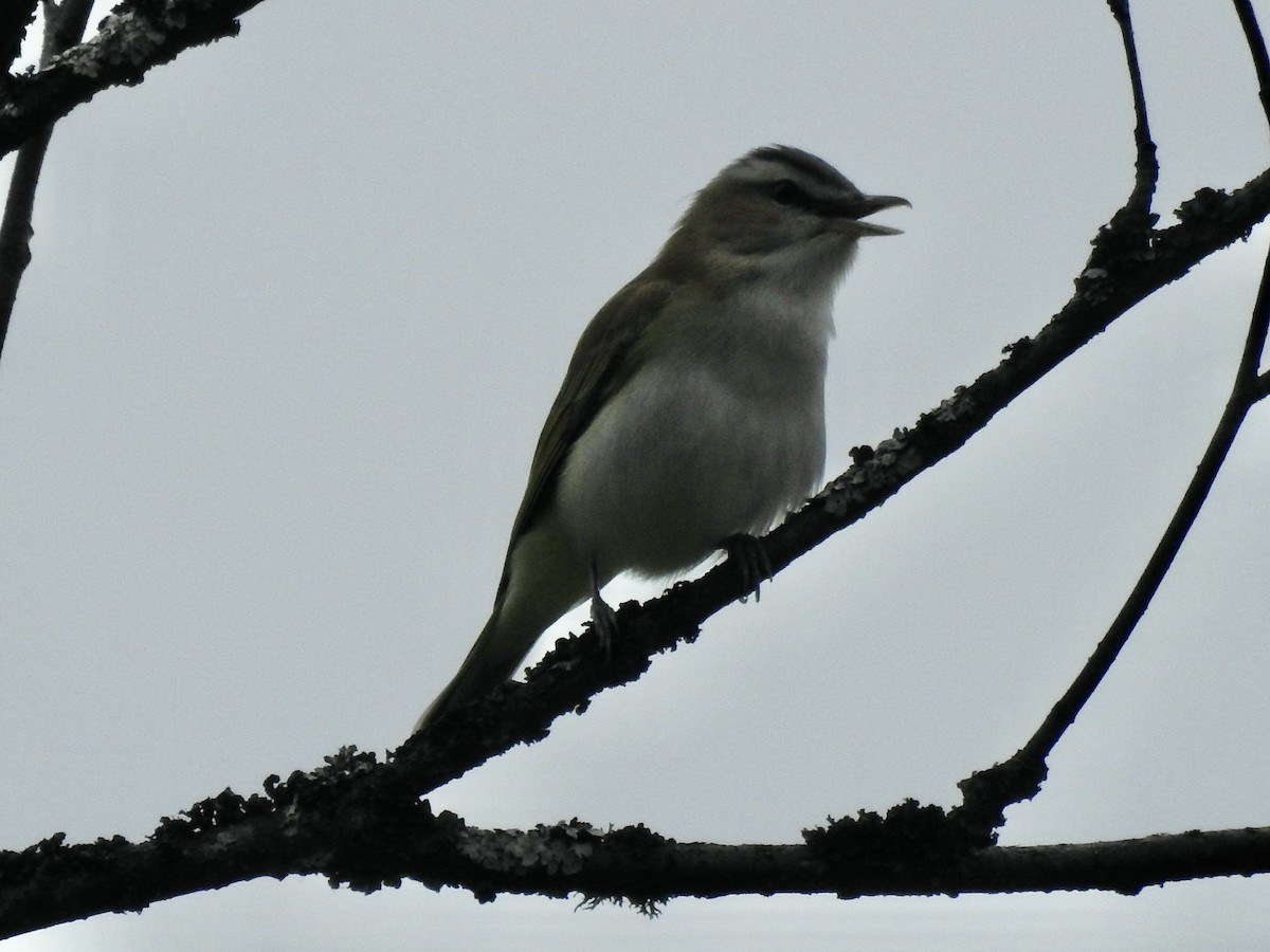 Red-eyed Vireo - Richard Lepage