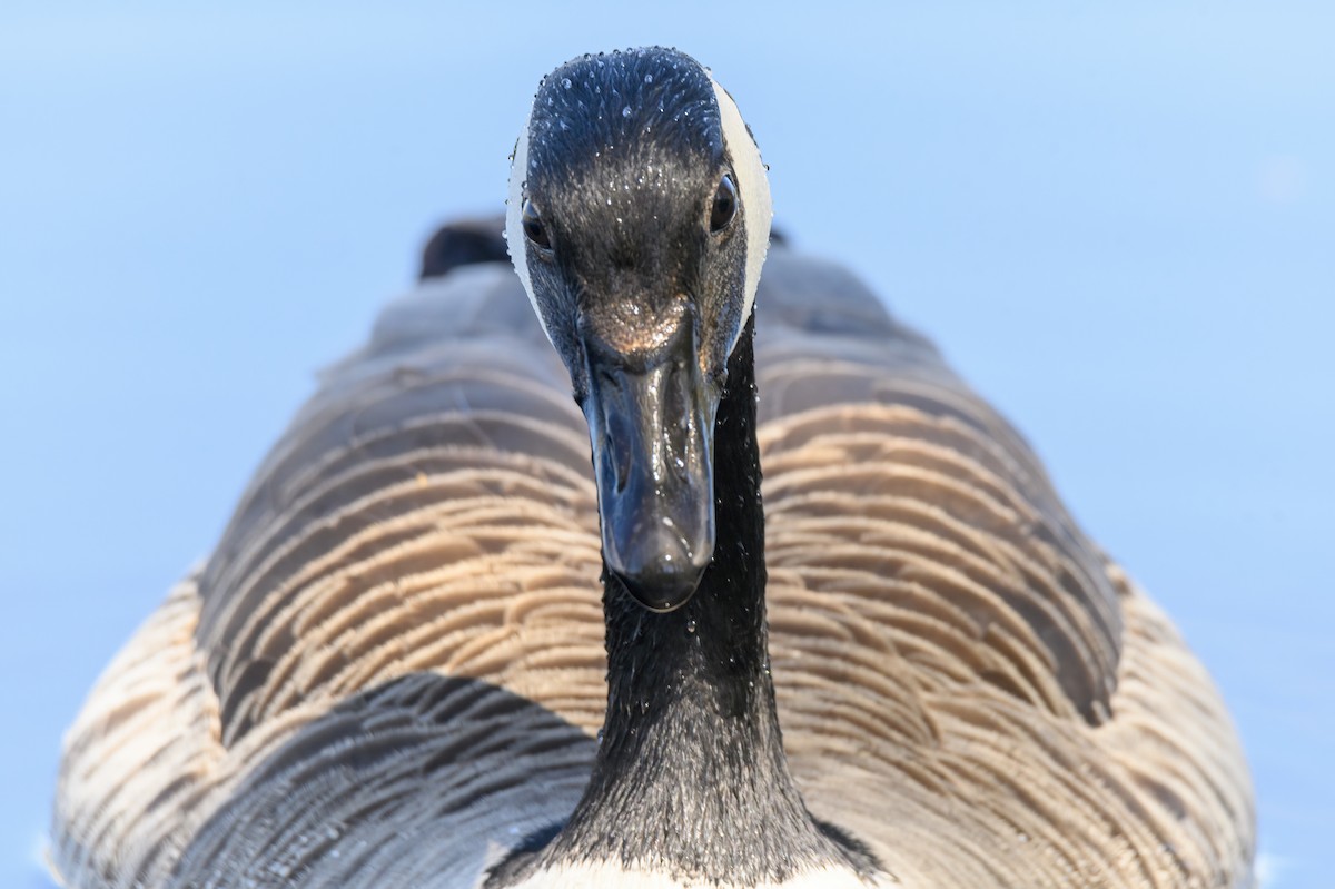 Canada Goose - Valery Treitsiak