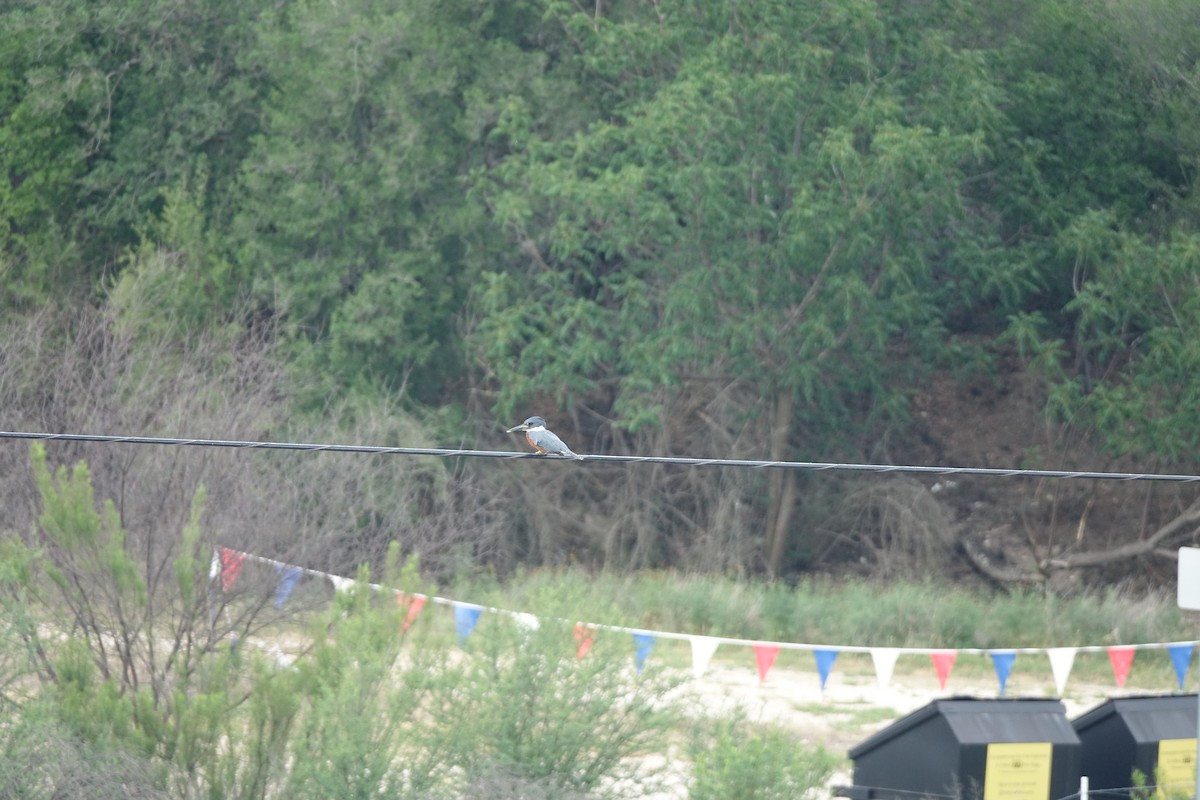 Ringed Kingfisher - ML619671317