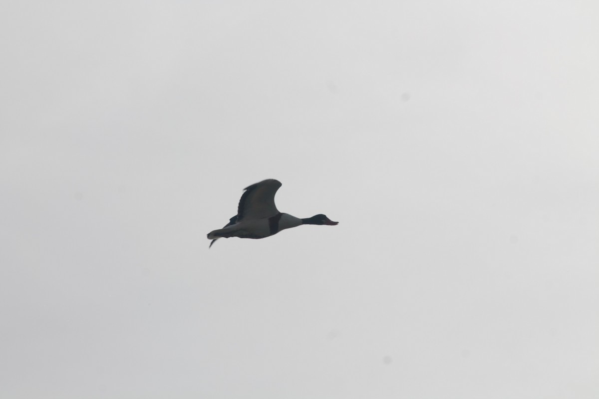 Common Shelduck - Luis Tárraga Cabrera