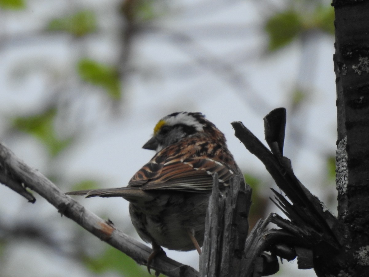 White-throated Sparrow - Richard Lepage