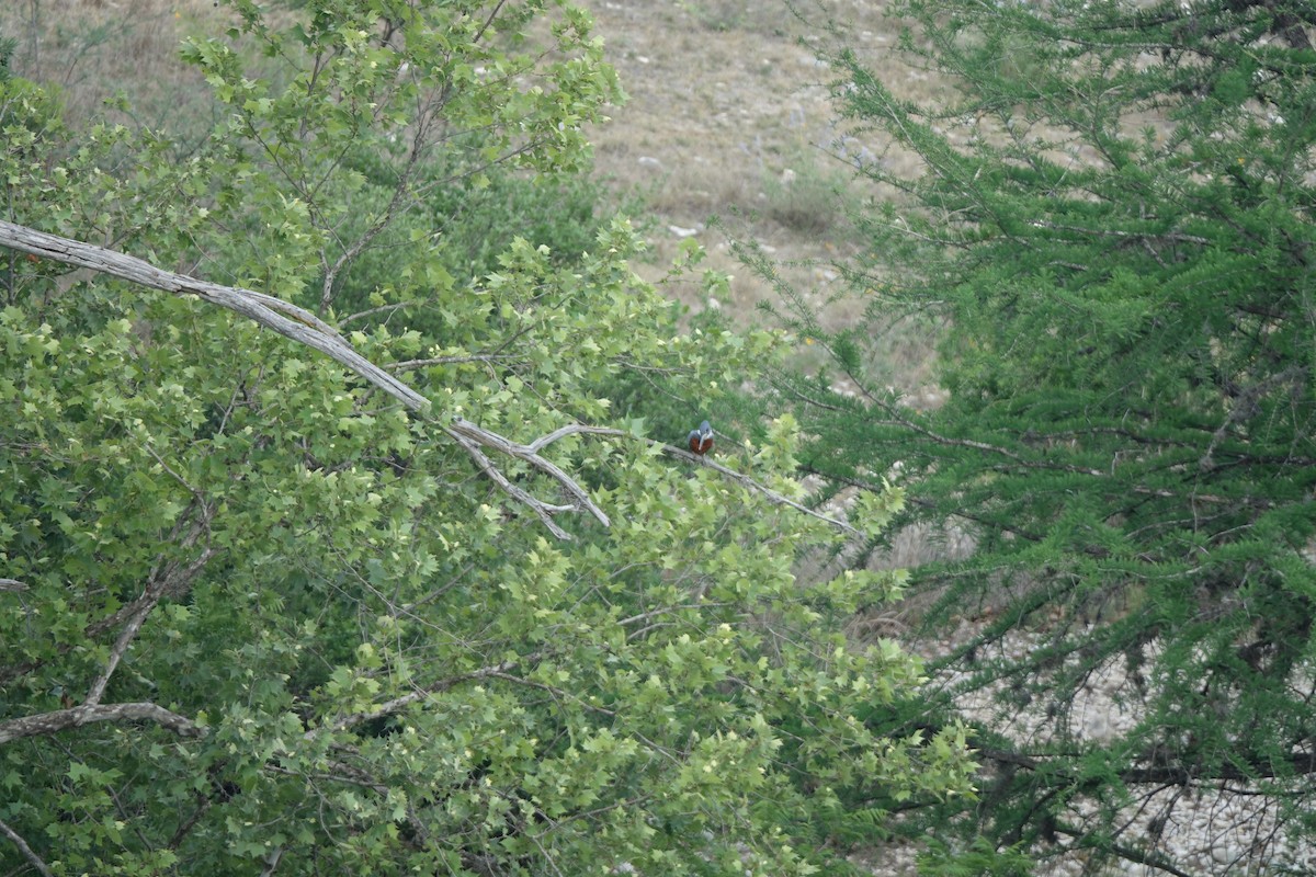 Ringed Kingfisher - ML619671323