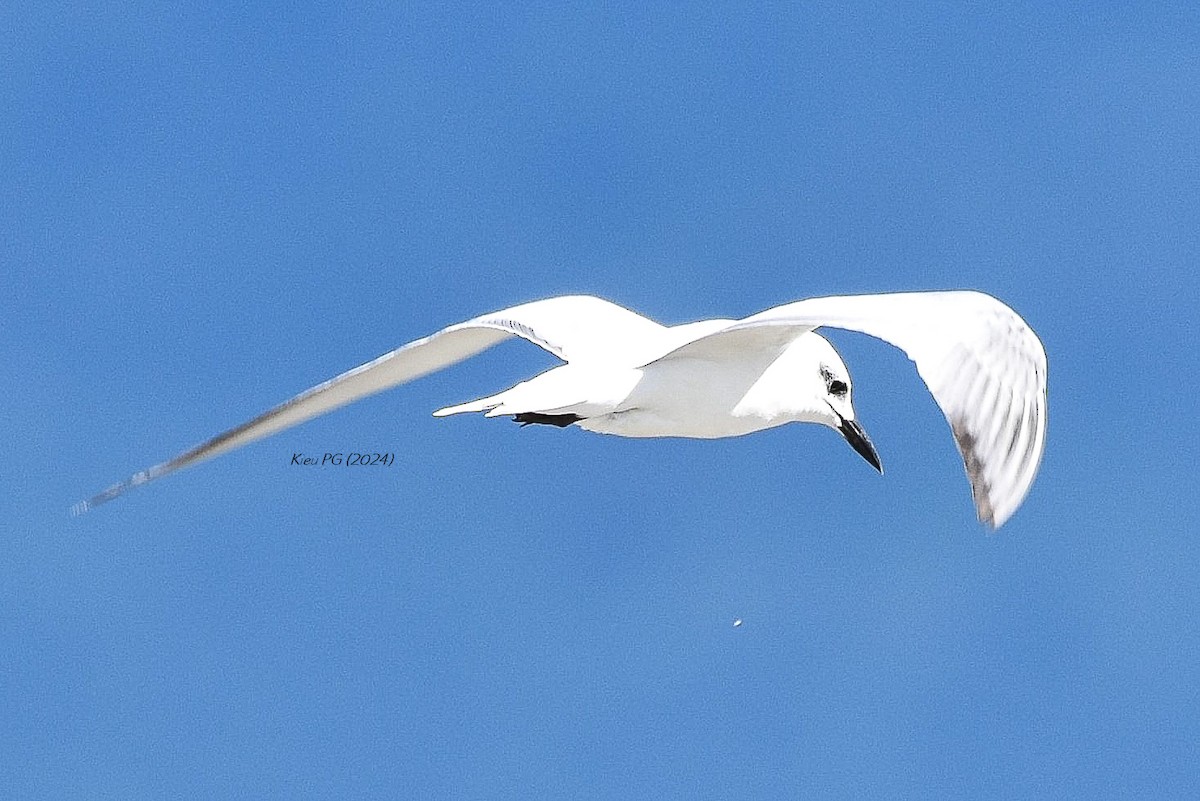 White-winged Tern - Chris Kieu