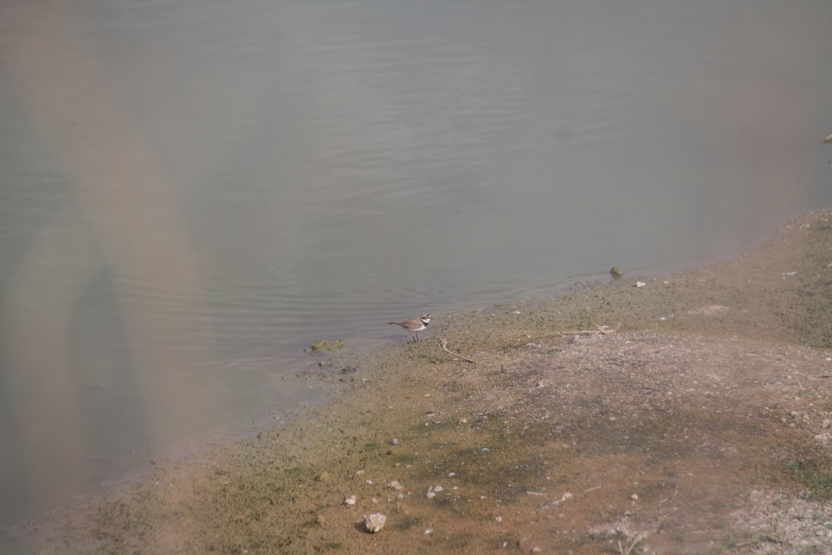 Little Ringed Plover - ML619671350