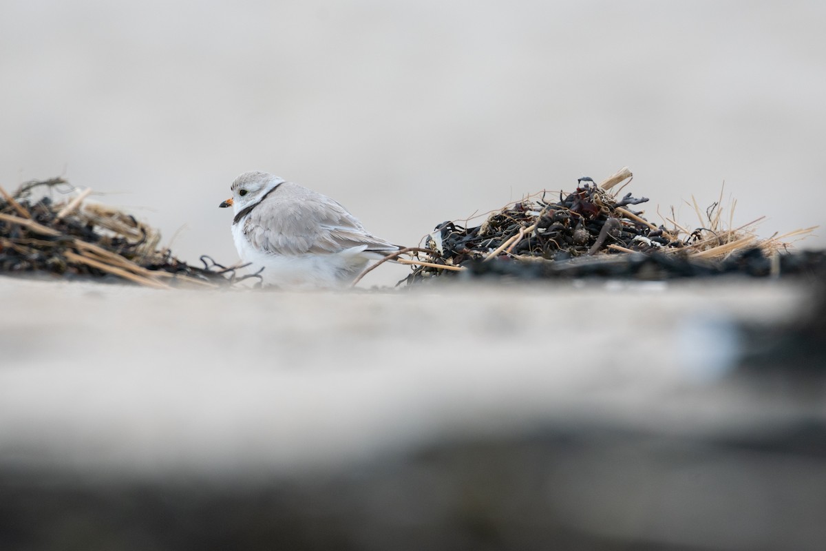 Piping Plover - ML619671354
