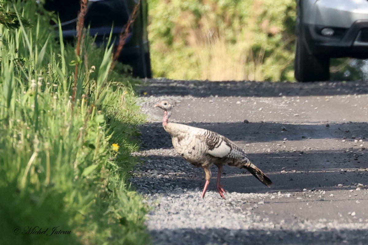 Wild Turkey - Michel Juteau