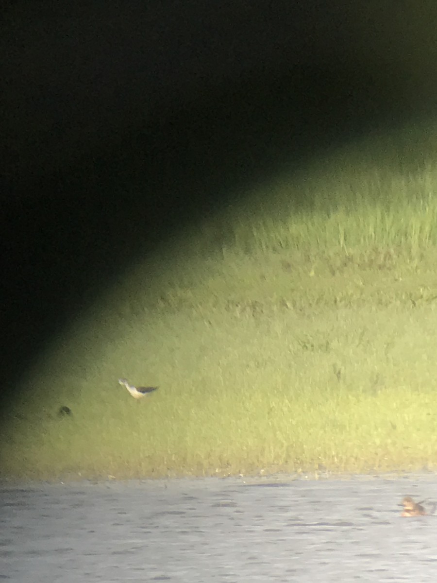 Black-winged Stilt - ML619671367