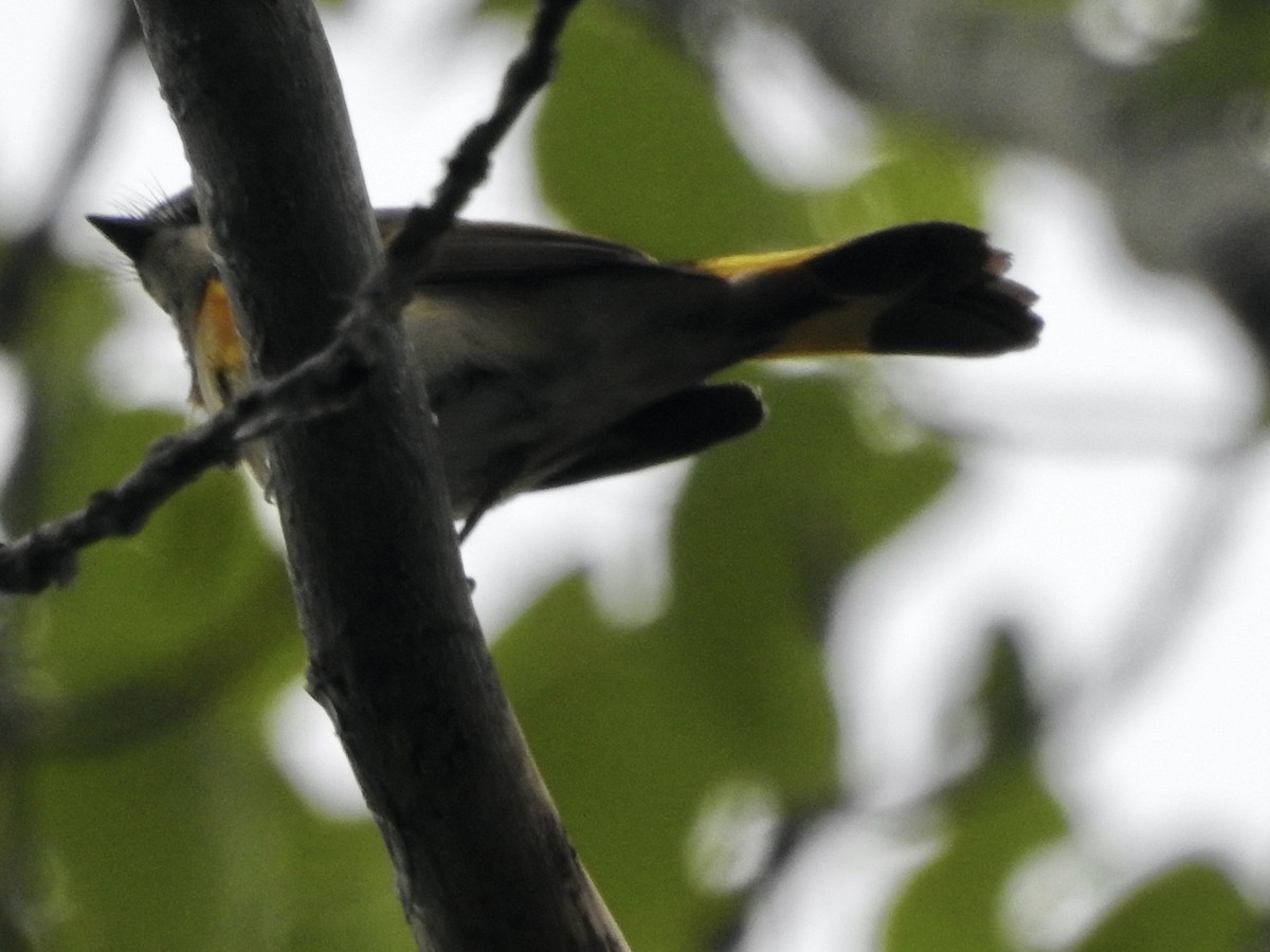 American Redstart - Richard Lepage