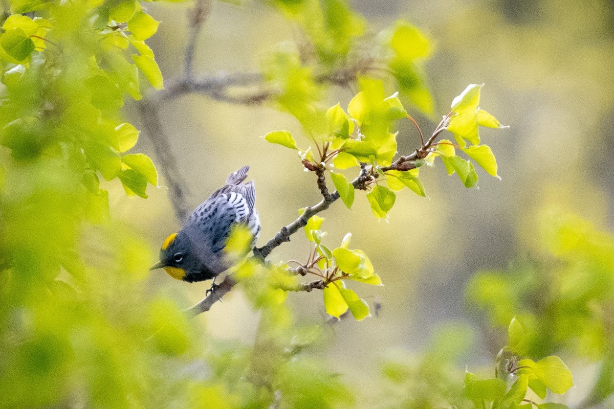 Yellow-rumped Warbler - Liz Klinger