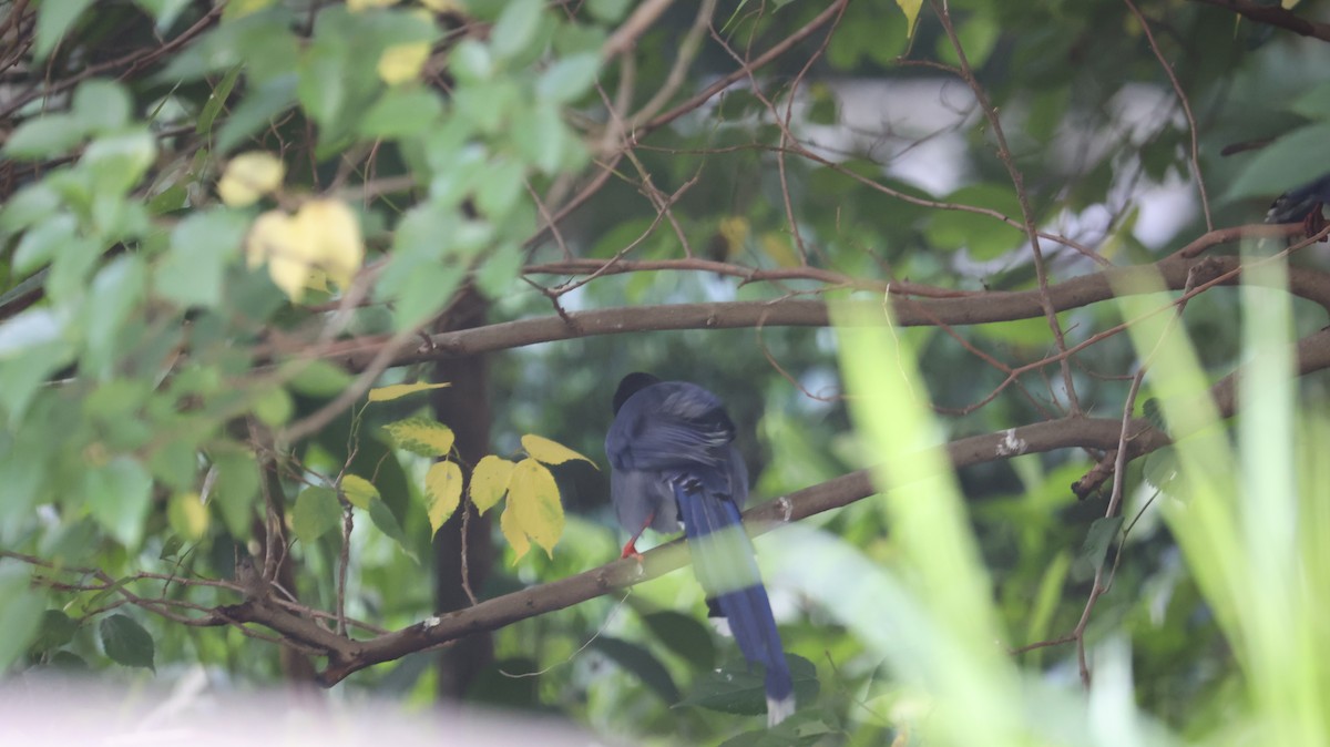 Taiwan Blue-Magpie - Chengheng Hu