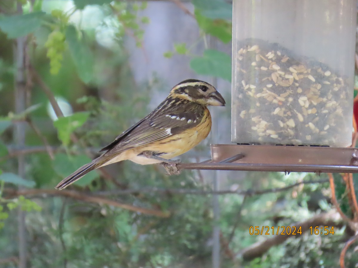 Black-headed Grosbeak - Andy Harrison