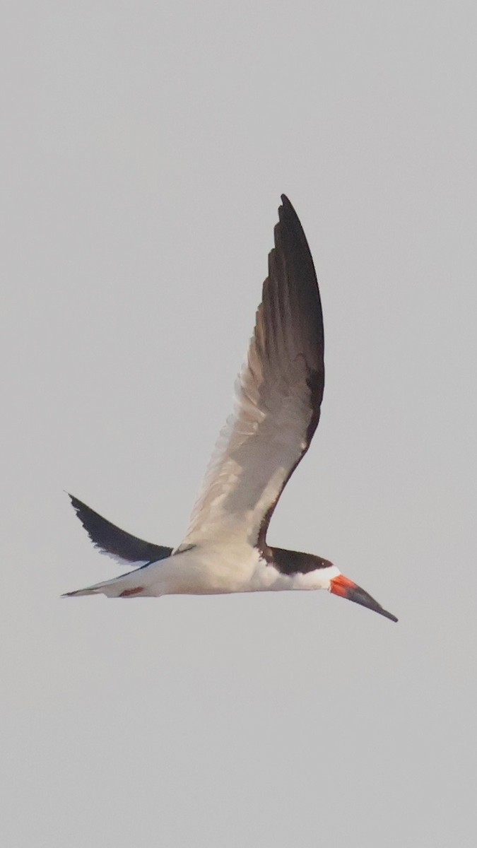 Black Skimmer - M A