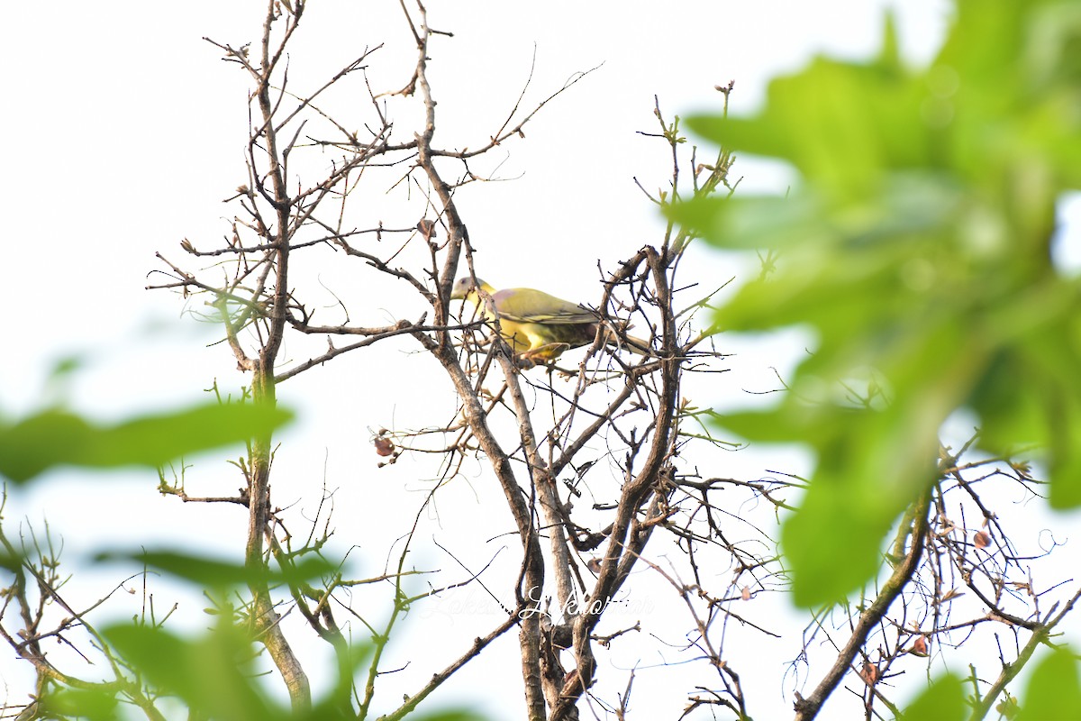 Yellow-footed Green-Pigeon - Lokesh Lakhorkar