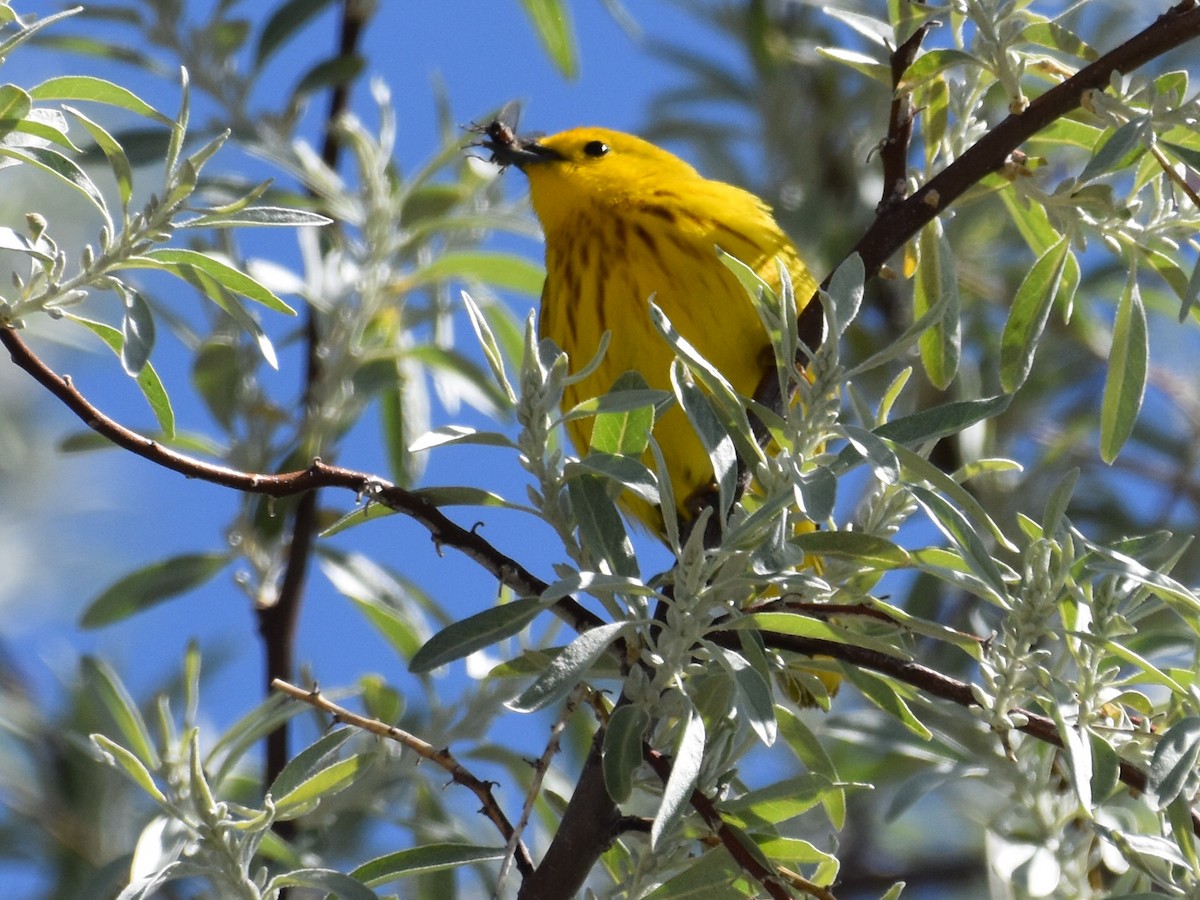 Yellow Warbler - David Gallagher