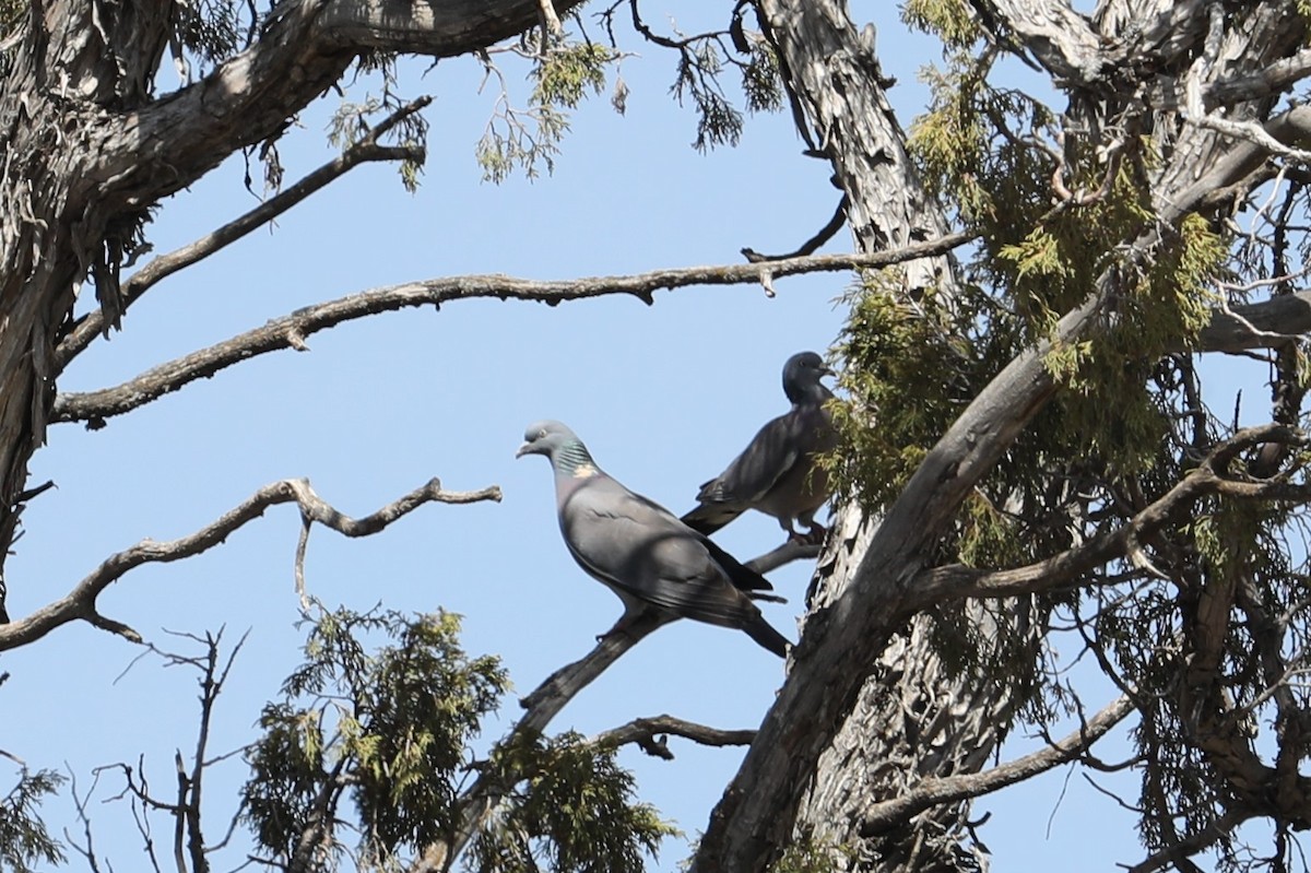 Common Wood-Pigeon - John Bjorkman