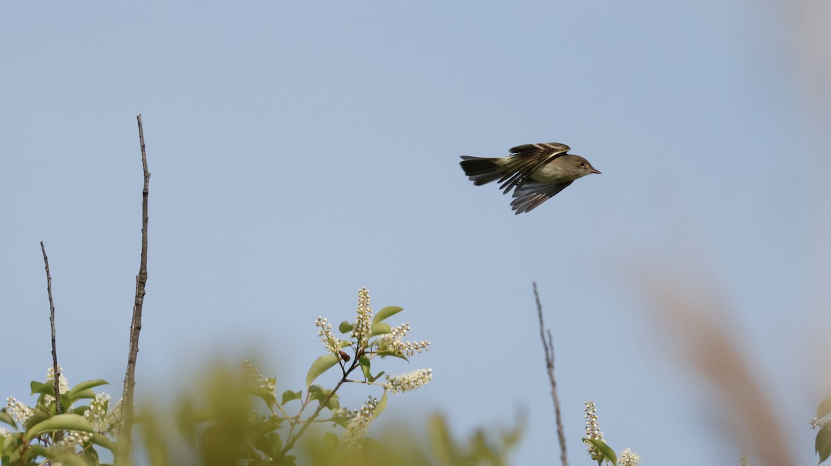 Willow Flycatcher - M A