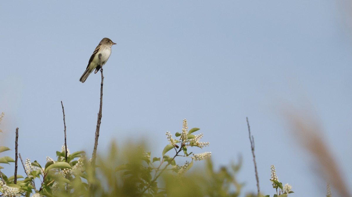 Willow Flycatcher - M A