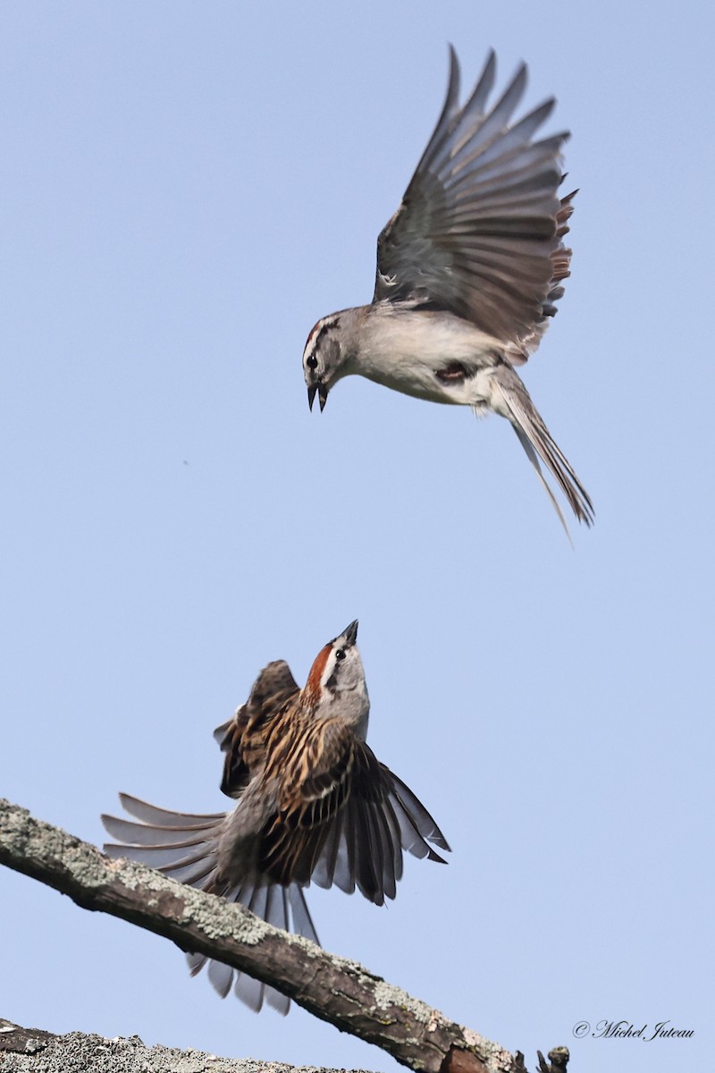 Chipping Sparrow - Michel Juteau