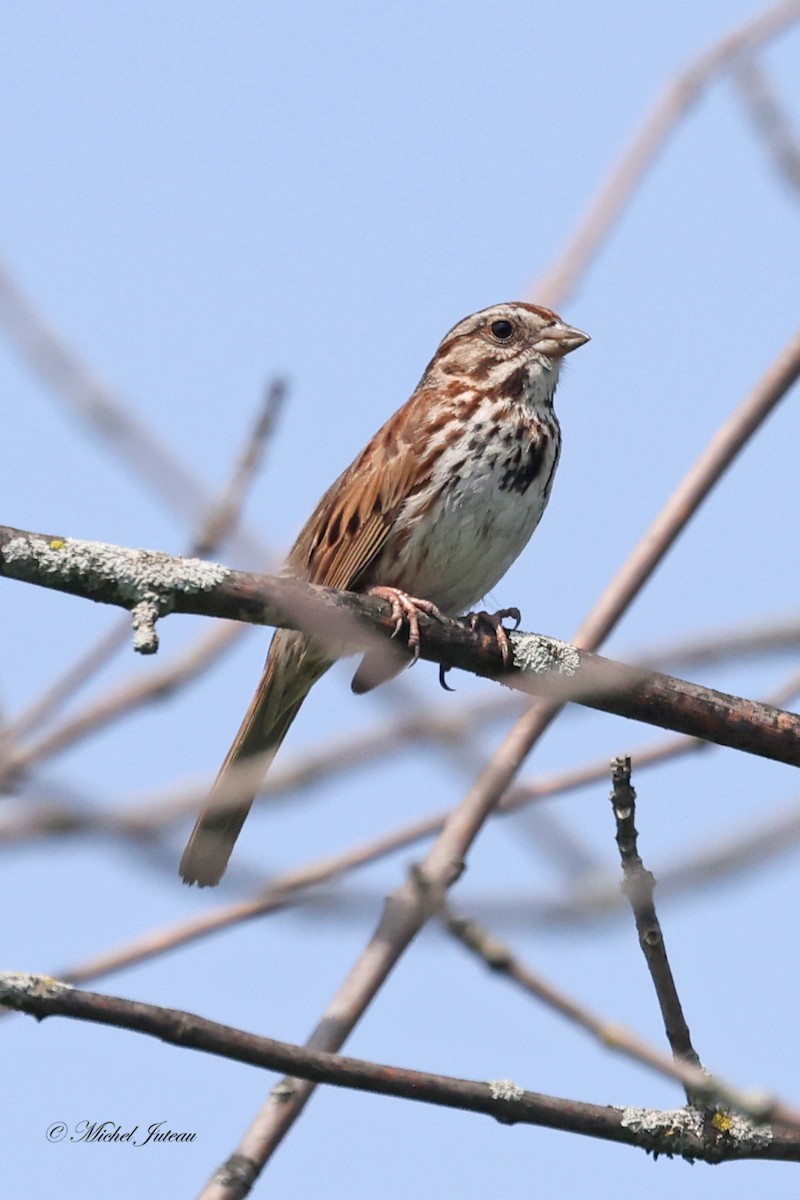 Song Sparrow - Michel Juteau