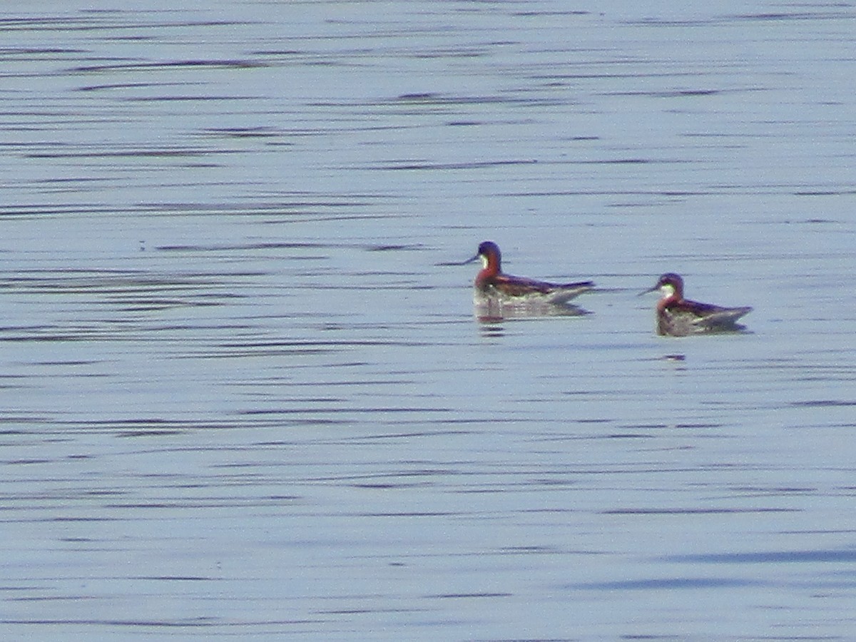 Phalarope à bec étroit - ML619671430