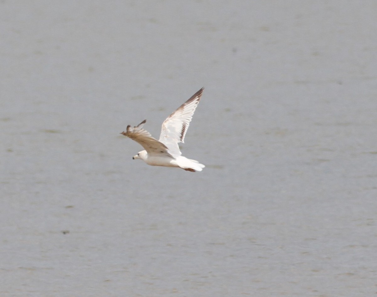 Ring-billed Gull - ML619671436