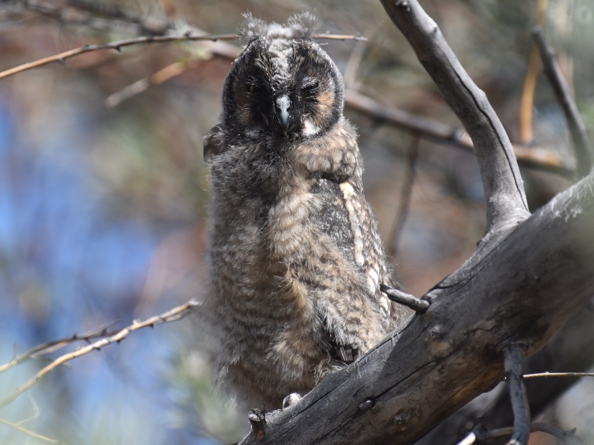 Long-eared Owl - David Gallagher