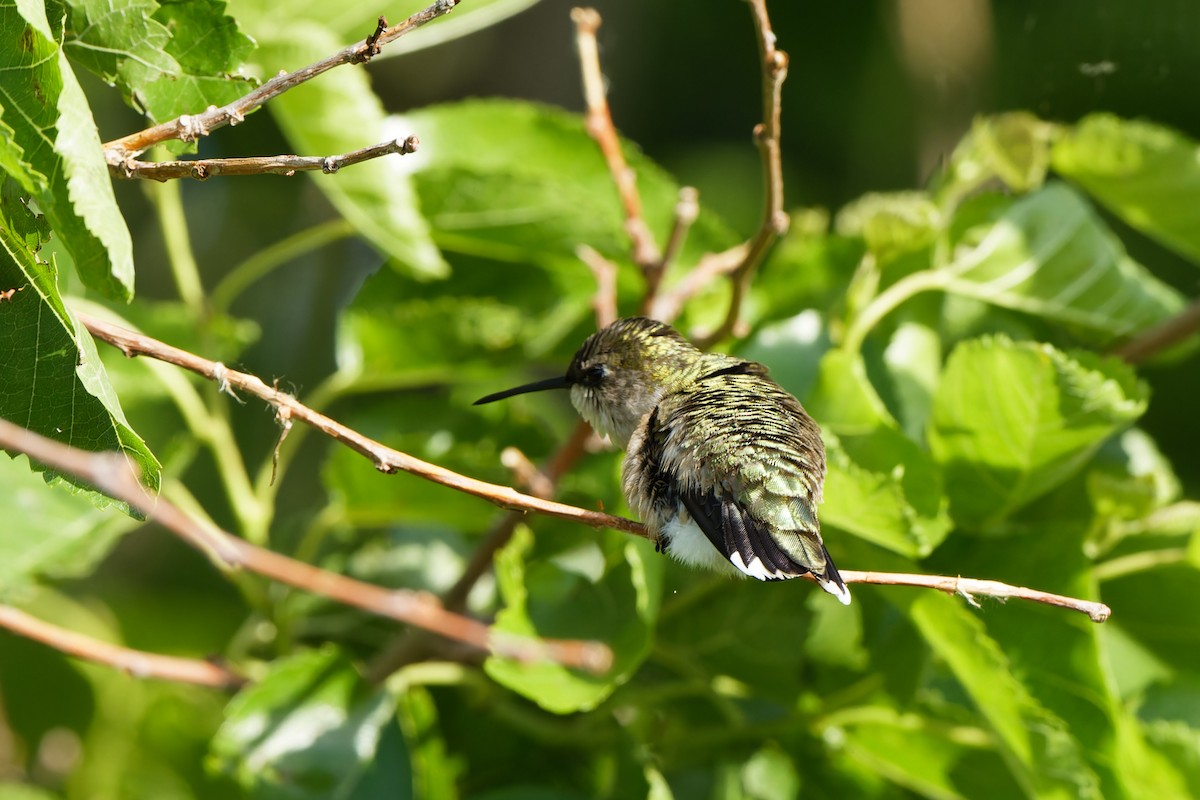 Ruby-throated Hummingbird - Garold Sneegas
