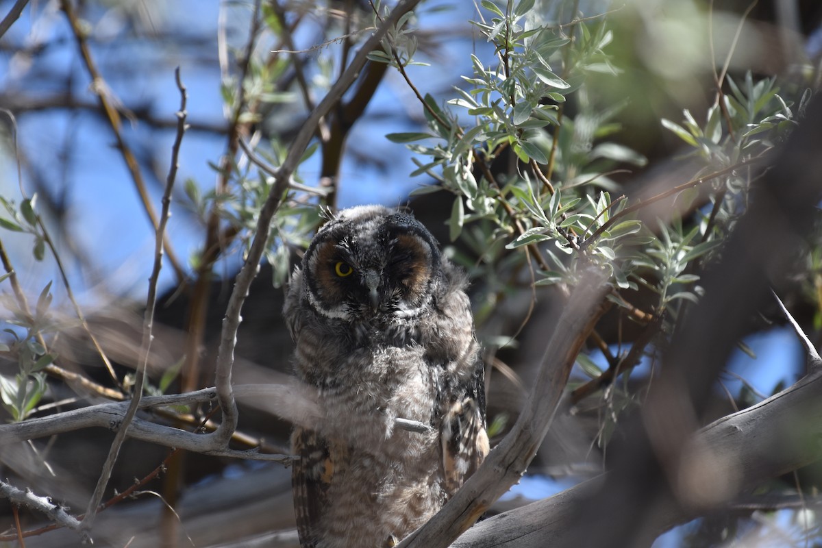 Long-eared Owl - David Gallagher