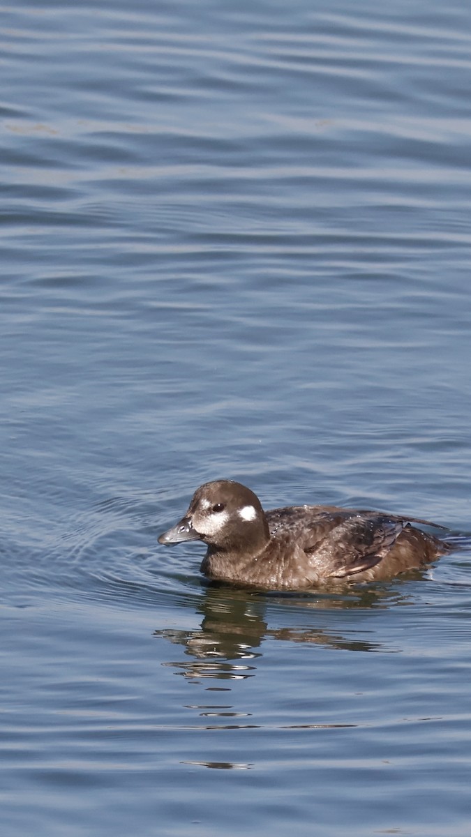 Harlequin Duck - M A