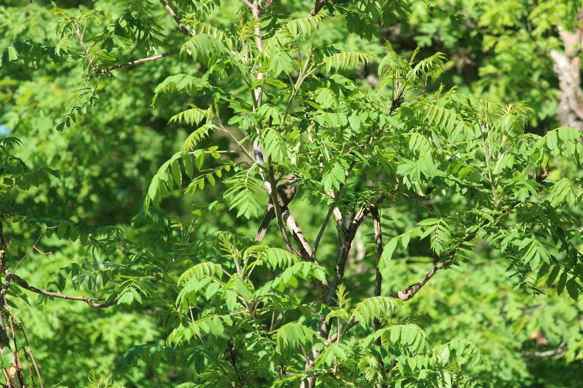 Black-billed Cuckoo - Luke Johnson