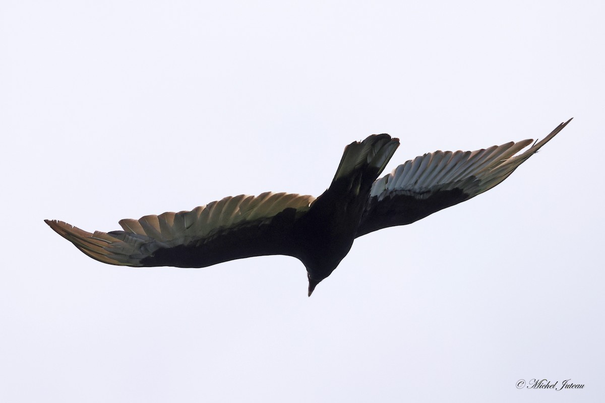 Turkey Vulture - Michel Juteau