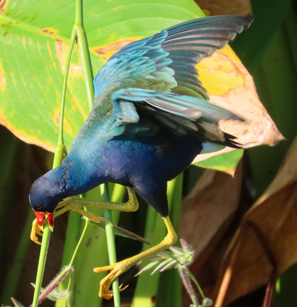 Purple Gallinule - Lloyd Davis