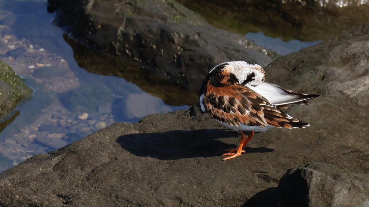 Ruddy Turnstone - M A