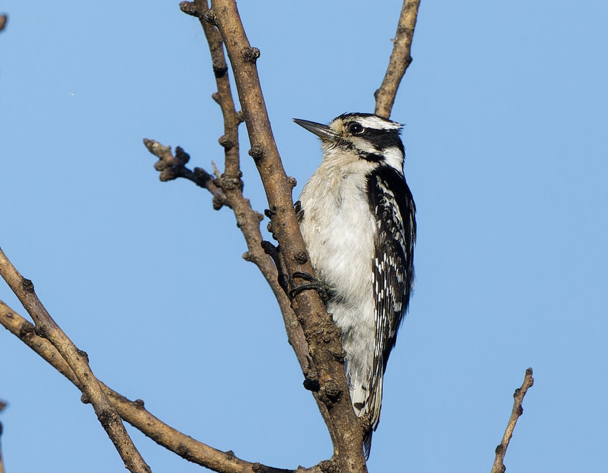 Downy Woodpecker - ML619671475