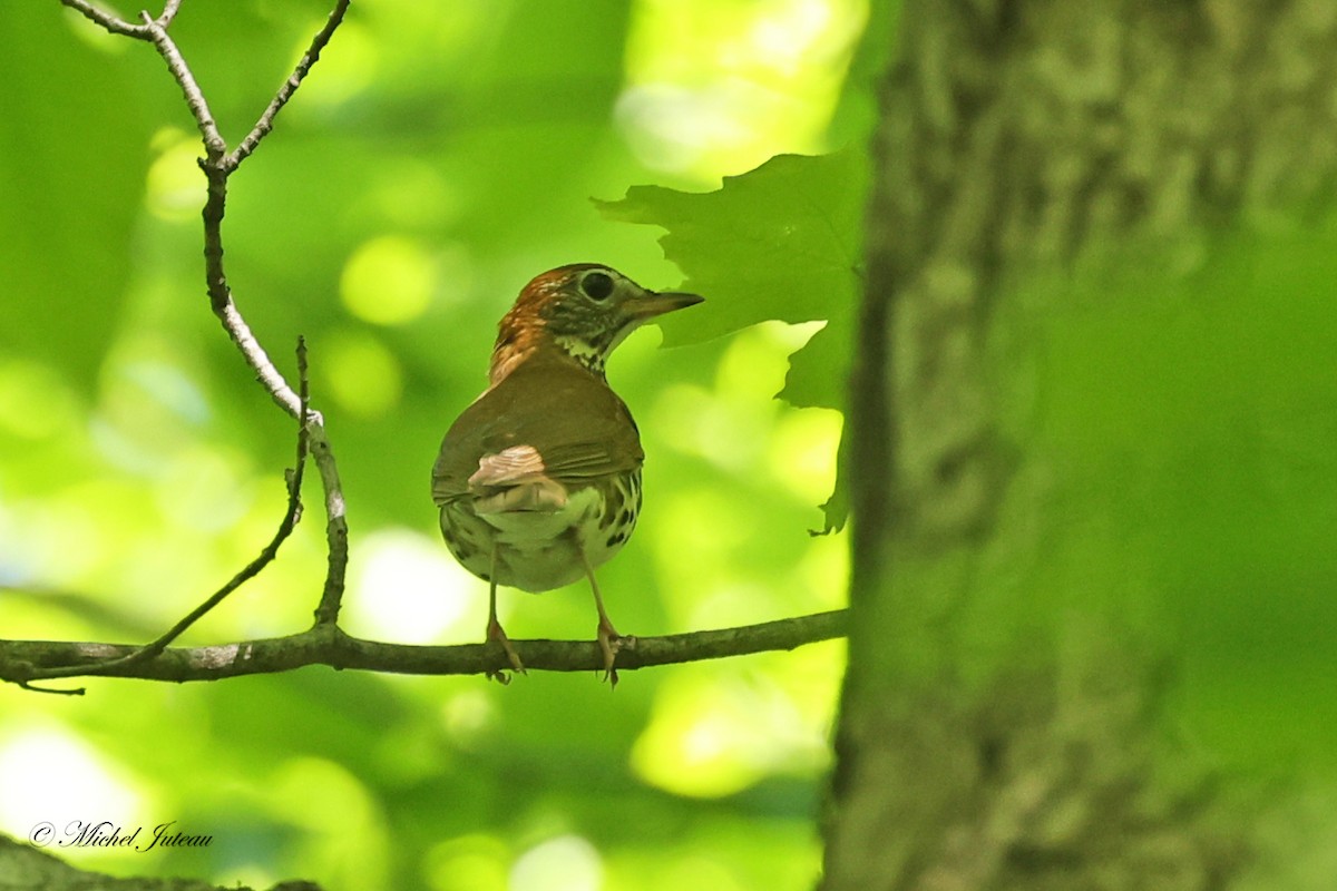 Wood Thrush - Michel Juteau