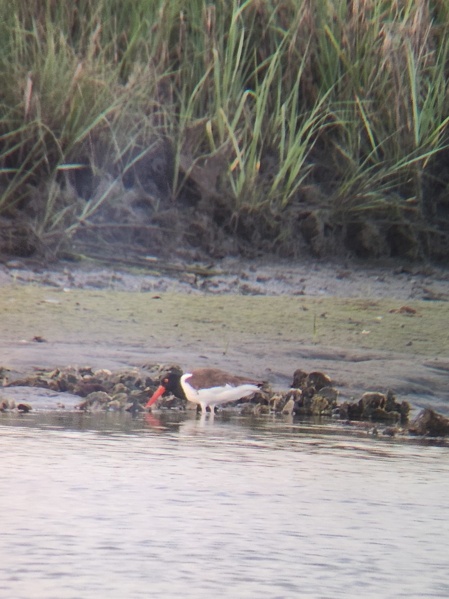 American Oystercatcher - Brandon Reed