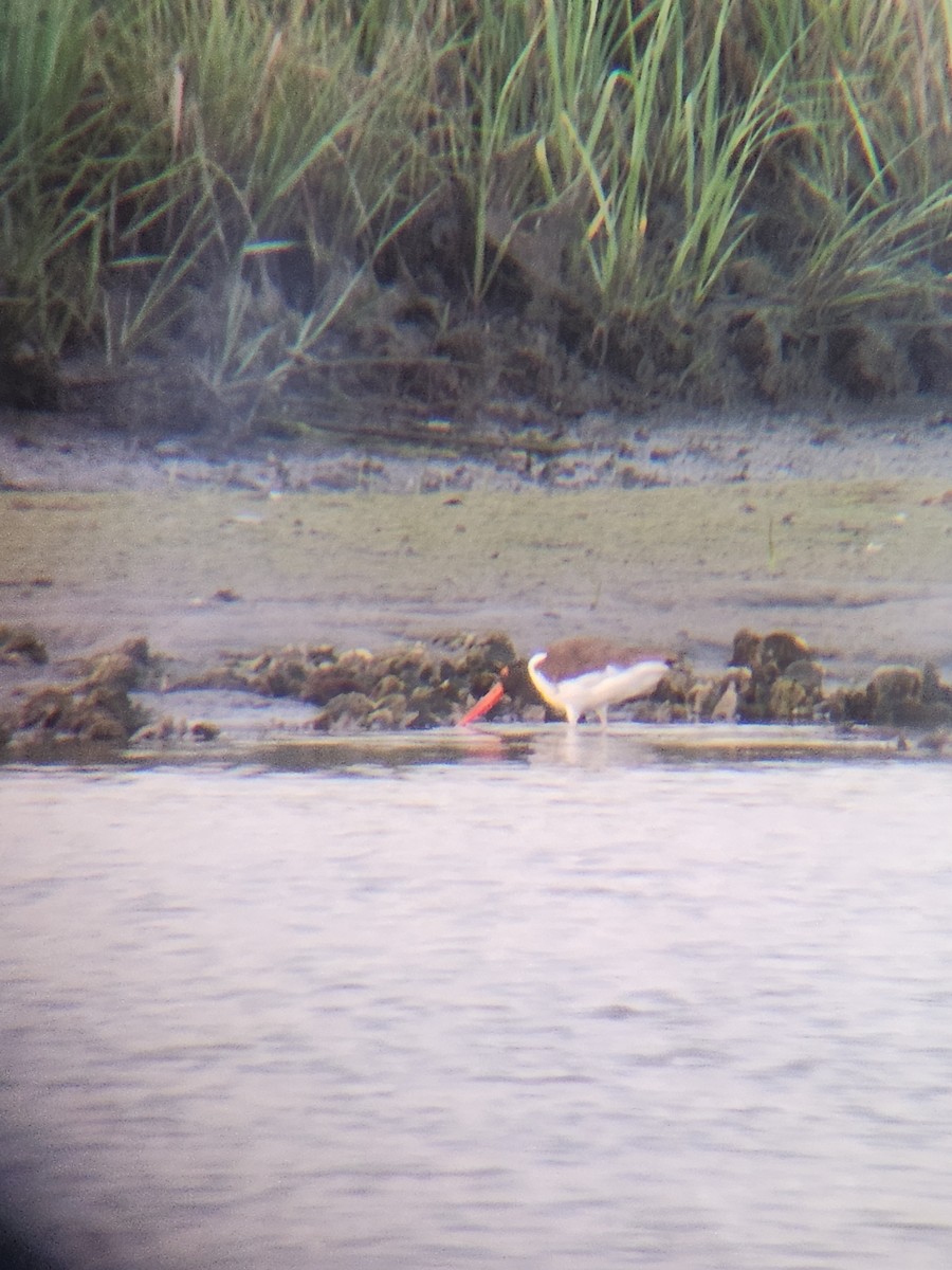 American Oystercatcher - Brandon Reed