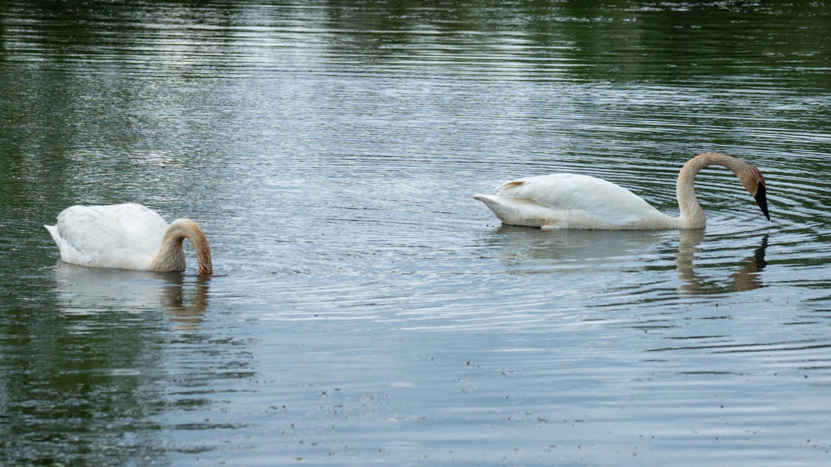 Trumpeter Swan - Edward Lewis