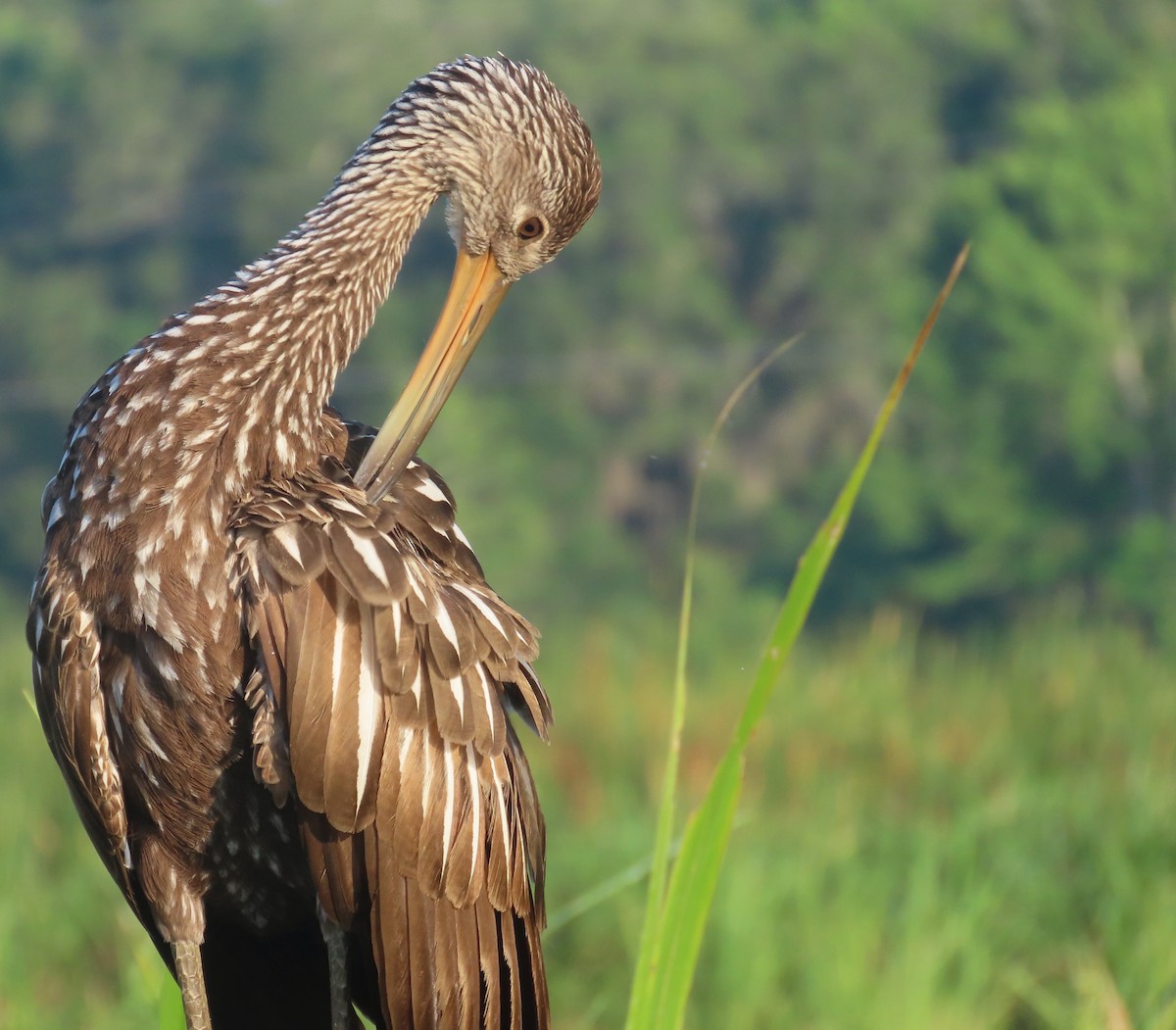 Limpkin - Lloyd Davis