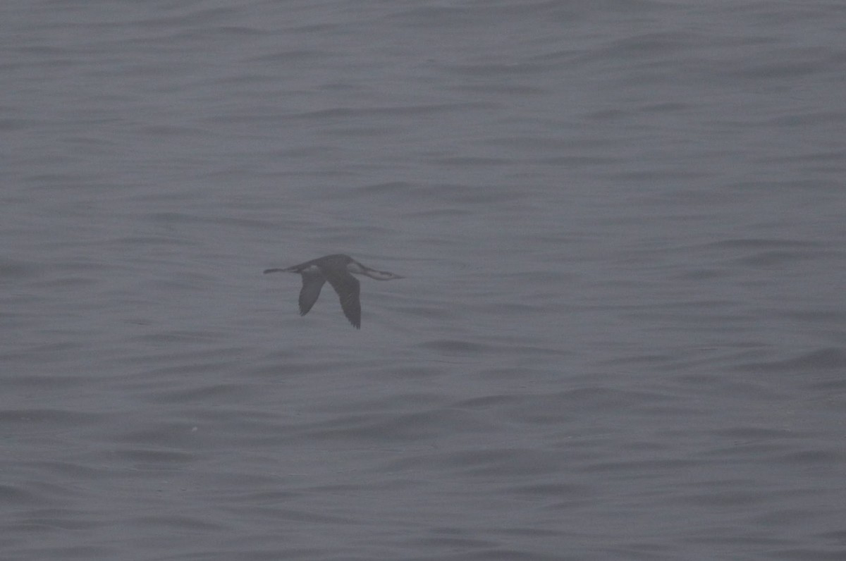 Red-throated Loon - Quinn Nial