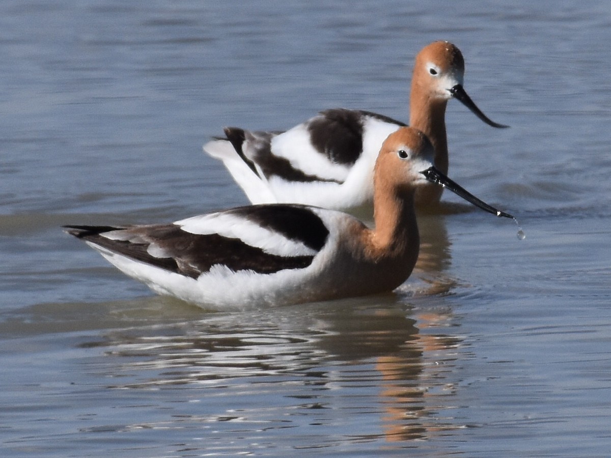 American Avocet - David Gallagher