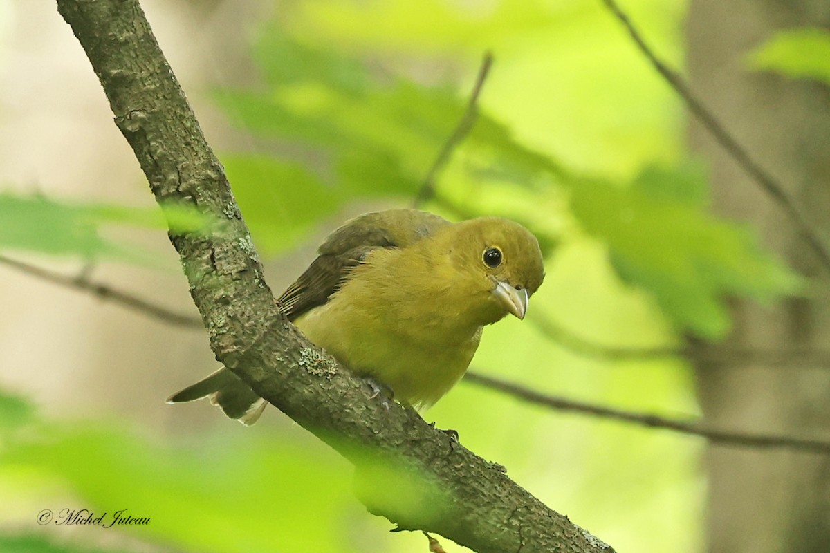 Scarlet Tanager - Michel Juteau