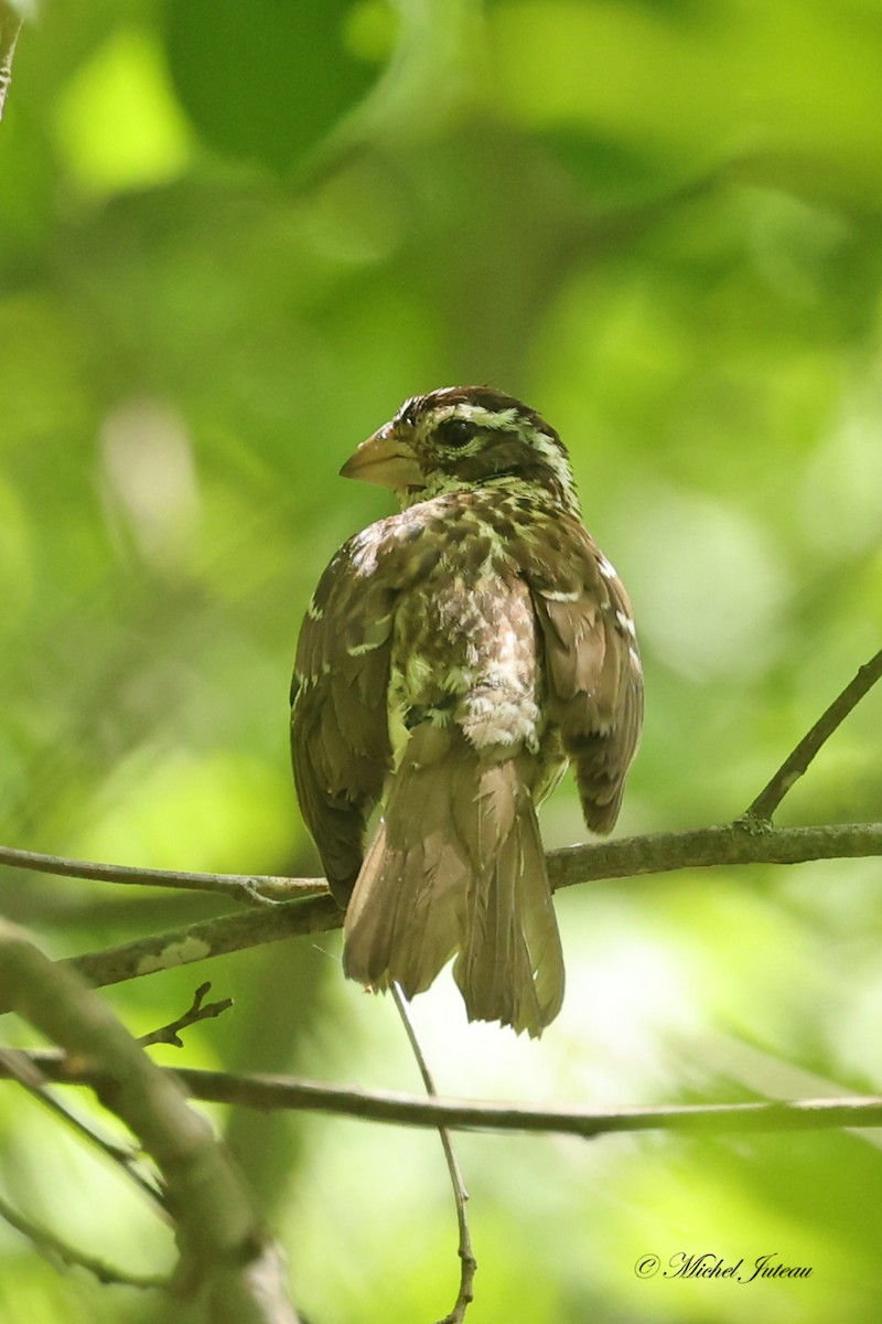 Rose-breasted Grosbeak - Michel Juteau