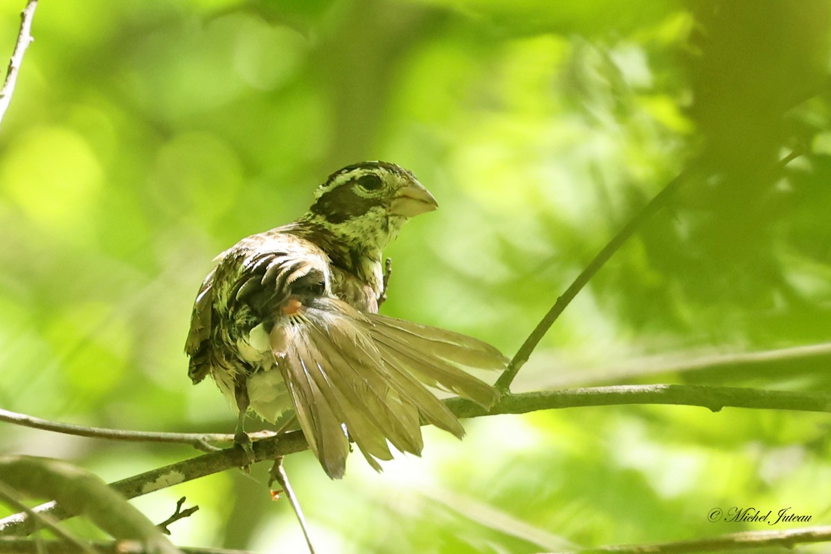 Rose-breasted Grosbeak - Michel Juteau