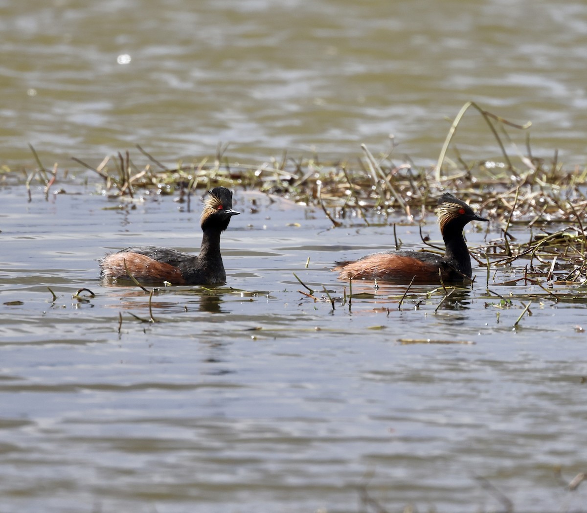 Eared Grebe - ML619671513