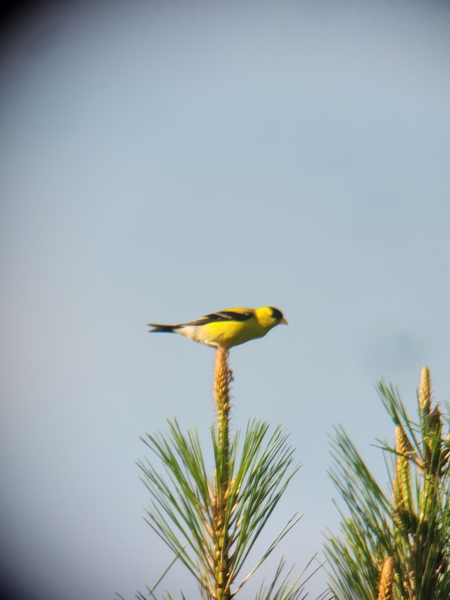 American Goldfinch - ML619671526