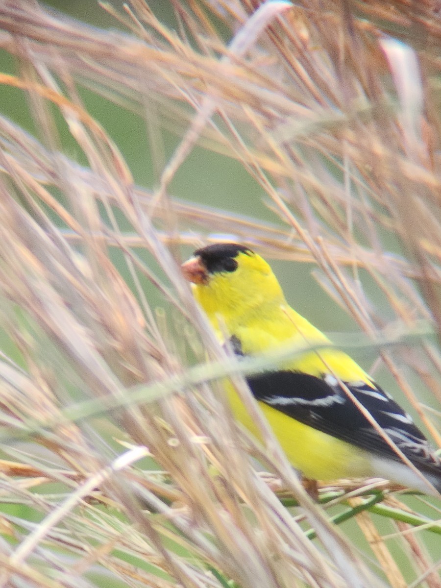 American Goldfinch - ML619671527