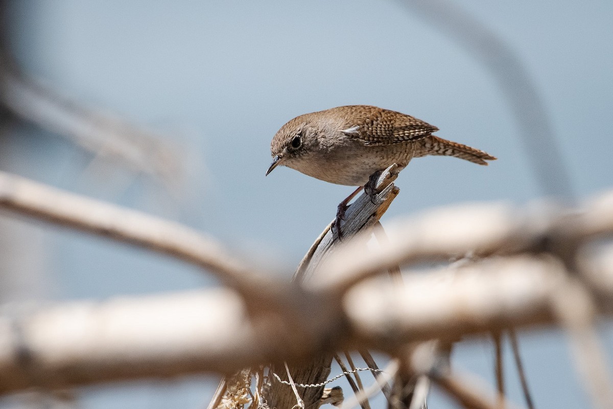 House Wren - Liz Klinger