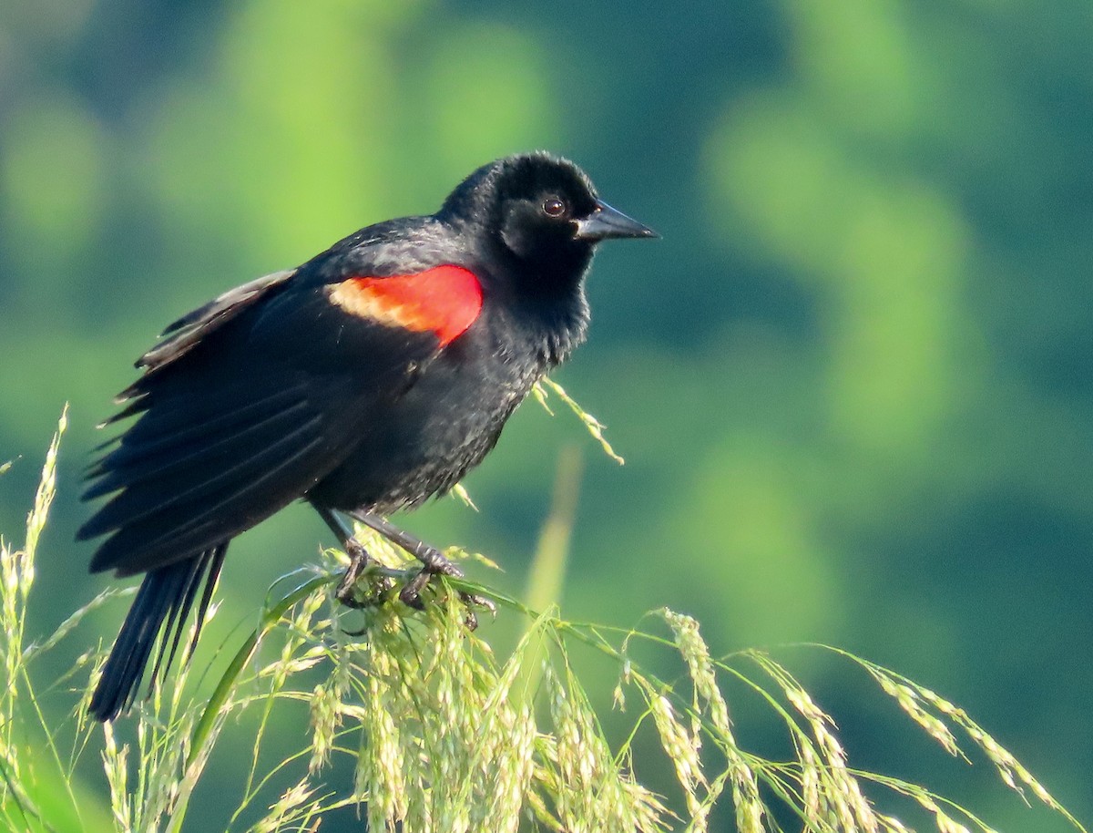 Red-winged Blackbird - Lloyd Davis