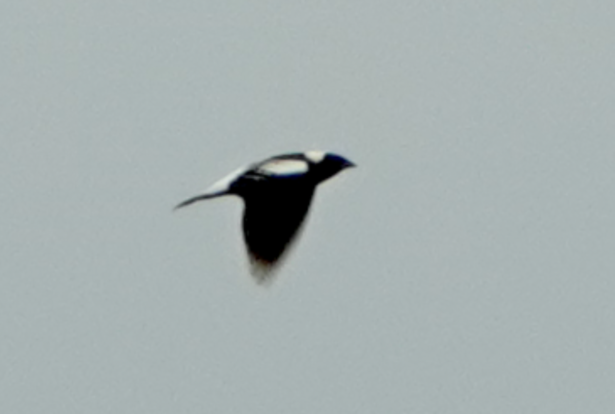 Bobolink - Bart Williams